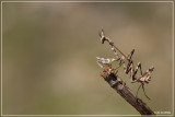 Bidsprinkhaan- Empusa pennata