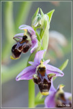 Snippenorchis -  Ophrys scolopax.
