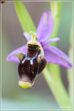 Snippenorchis - Ophrys scolopax