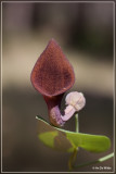 Aristolochia baetica