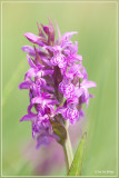 Brede orchis - Dactylorhiza majalis 