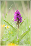 Brede orchis - Dactylorhiza majalis