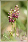 Wantsenorchis - Orchis coriophora