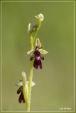 Vliegenorchis - Ophrys insectifera