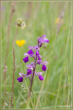 Harlekijn - Orchis morio