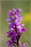 Mannetjesorchis - Orchis mascula