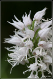  Aapjesorchis - Orchis simia (albiflora)