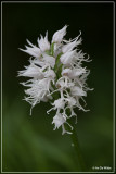 Aapjesorchis - Orchis simia