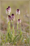 Aangebrande orchis - Neotinea ustulata