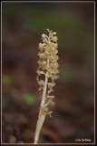 Vogelnestje  - Neottia nidus-avis