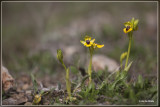 Gele ophrys - Ophrys lutea