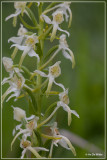 Bergnachtorchis - Platanthera chlorantha