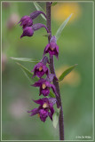 Bruinrode wespenorchis - Epipactis atrorubens