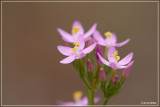 Echt duizendguldenkruid - Centaurium erythraea