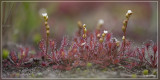 Kleine zonnedauw - Drosera intermedia