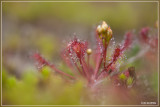 Kleine zonnedauw - Drosera intermedia