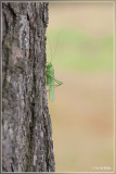 Grote Groene Sabelsprinkhaan - Tettigonia viridissima