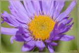 Alpenaster - Aster alpinus