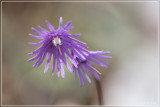 Alpenkwastjesbloem - Soldanella alpina