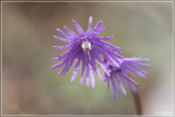 Alpenkwastjesbloem - Soldanella alpina