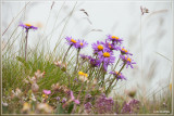 Alpenaster - Aster alpinus
