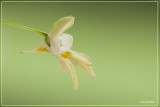 Klein springzaad - Impatiens parviflora