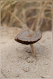 Duinfranjehoed - Psathyrella ammophila