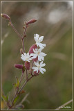 Avondkoekoeksbloem s.l. - Silene latifolia