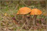 Oranje Berkenboleet - Leccinum versipelle