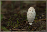 Geschubde inktzwam - Coprinus comatus