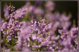 Struikhei - Calluna vulgaris