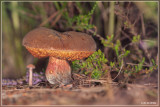 Roodsteelfluweelboleet (s.l.) - Boletus chrysenteron