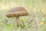 Gewone Berkenboleet - Leccinum scabrum 