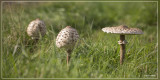 Grote parasolzwam - Macrolepiota procera