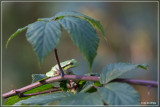 Boomkikker - Hyla arborea