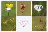 Happy Valentine