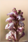 _MG_7722.jpg Himantoglossum robertianum