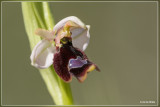 Ophrys balearica