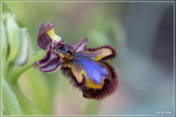 _MG_8241+8240kopie.jpg Spiegelorchis - Ophris speculum 	
