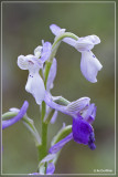 _MG_9217.jpg Langsporige harlekijns orchis - Orchis longicornu