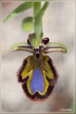 Spiegelorchis - Ophris speculum