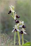Ophrys Balearica