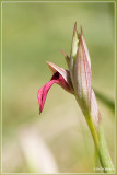 Serapias Lingua 	