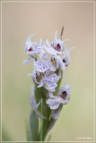 Maskerorchis - Neotinea lactea 