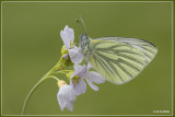 Klein geaderd witje - Pieris napi