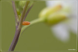 Oranjetipje - Anthocharis cardamines