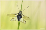 Gewone vlinderhaft  -Libelloides coccajus