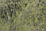 Bosrietzanger - Acrocephalus palustris
