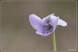 Moerasviooltje - Viola palustris