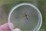 Kraamwebspin - Pisaura mirabilis